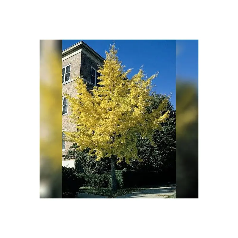 Ginkgo Tree, Autumn Gold, BB 2"