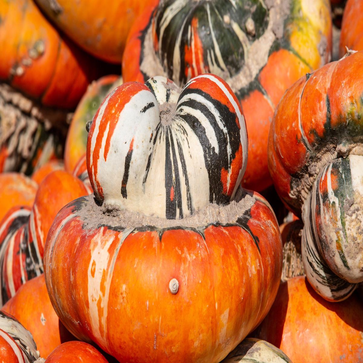 Kings Seeds Winter Squash Turk's Turban 15 Seeds