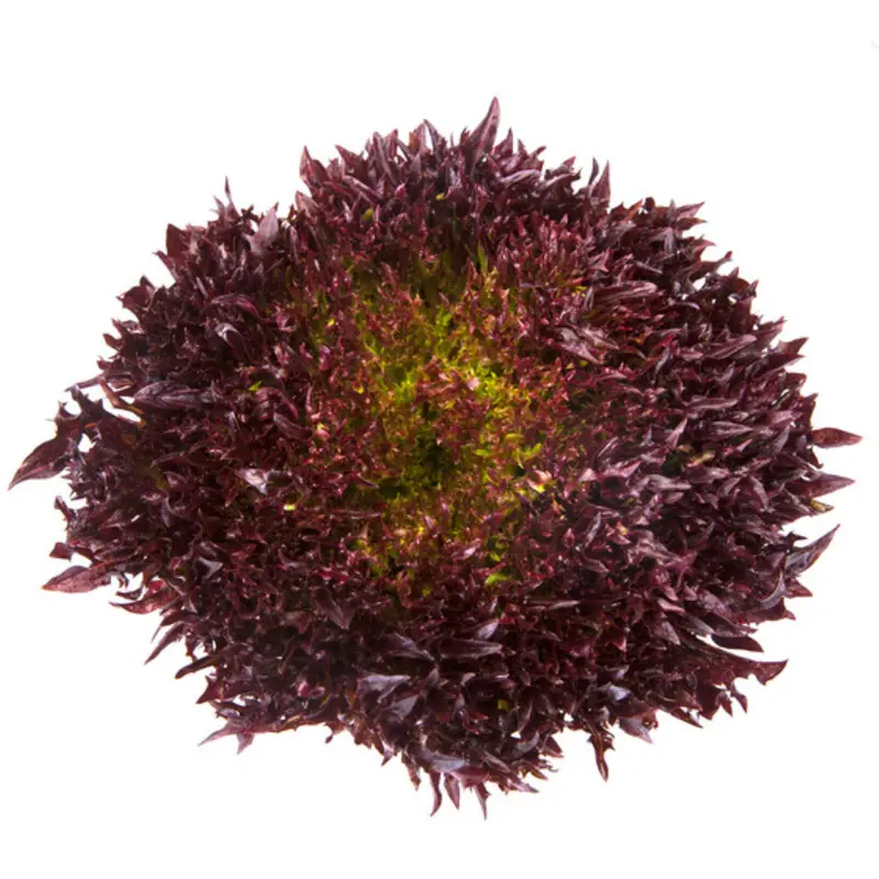 Lettuce Salanova Blastex RZ (79-76) Untreated Seeds