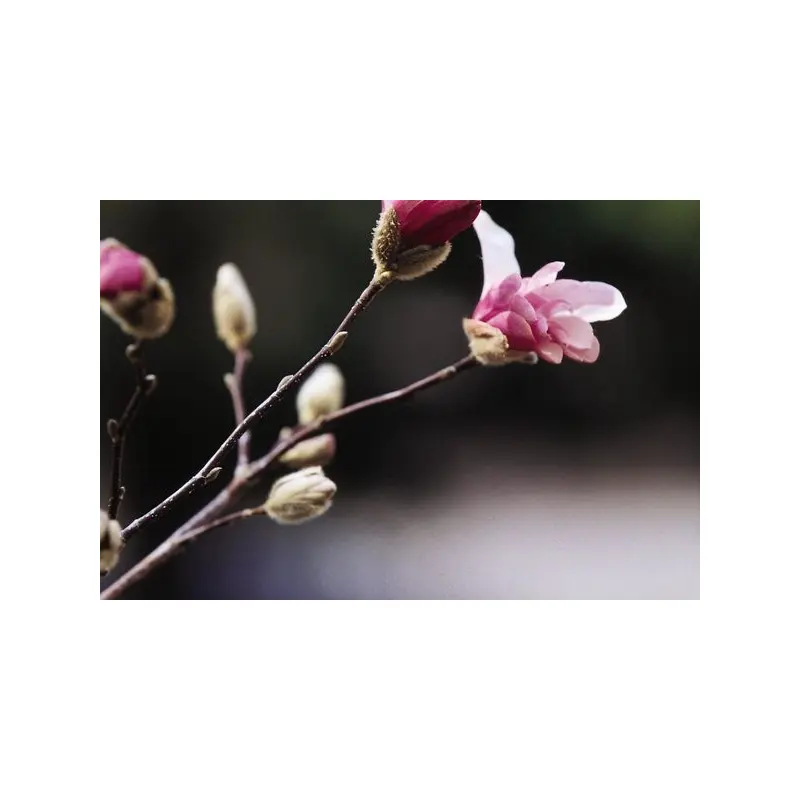 Magnolia- Leonard Messel Magnolia