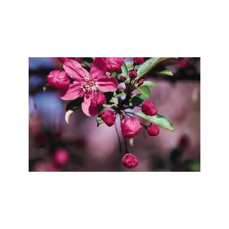 Malus- Prairifire Crabapple #25
