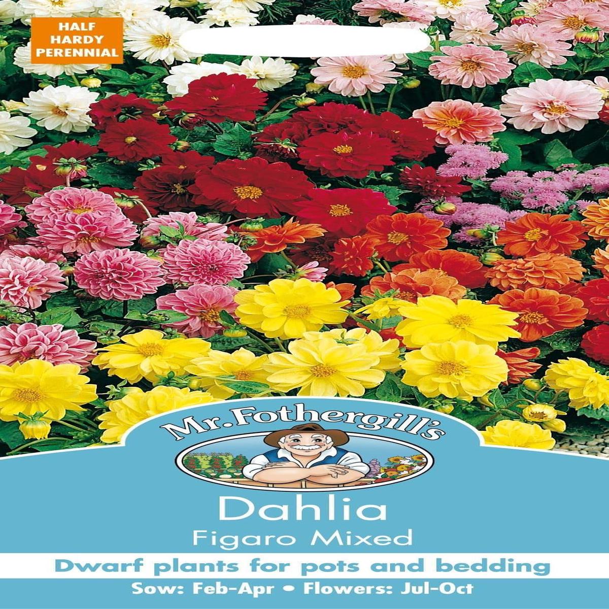 Mr Fothergills Dahlia Figaro Mixed 40 Seeds