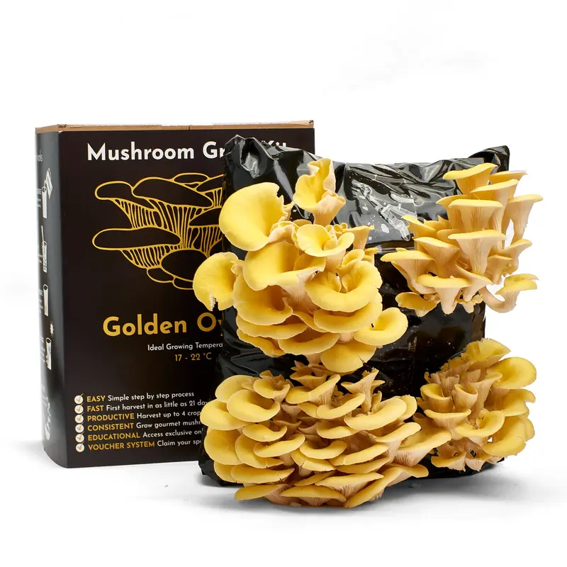 Mushroom Growing Kit Golden Oyster Gift Option