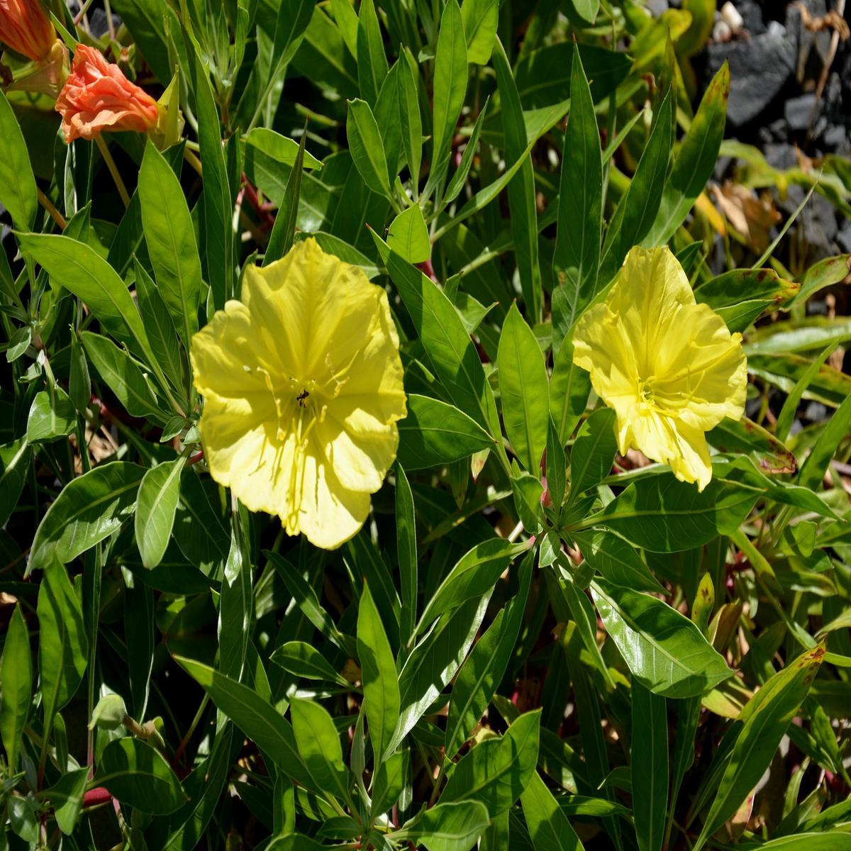 Oenothera Evening Primrose Missouriensis Seeds