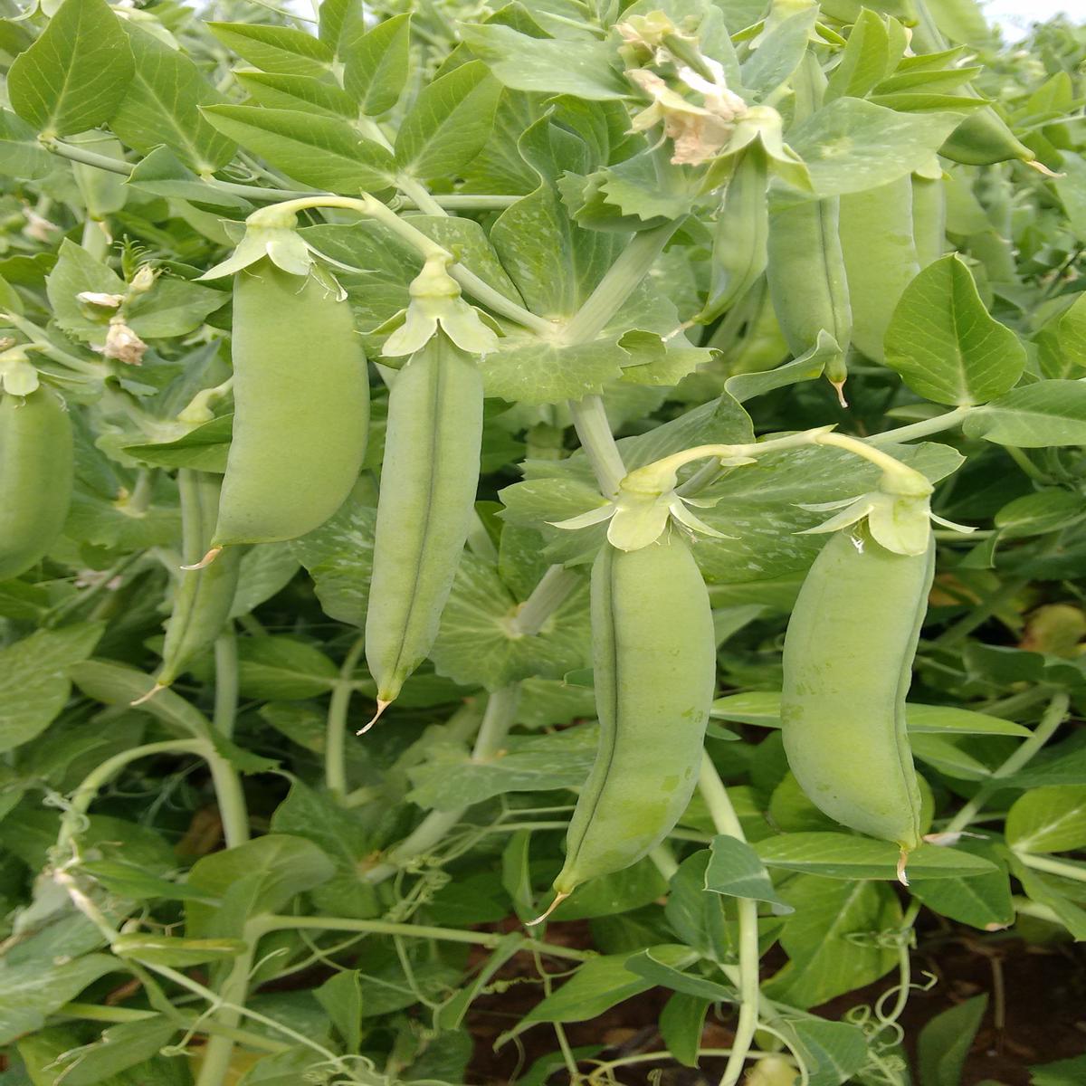 Pea Terrain Seeds