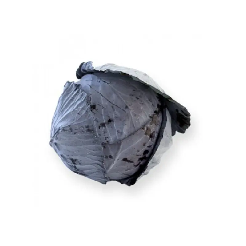 Red Cabbage Rodima RZ F1 Hybrid Untreated Seeds