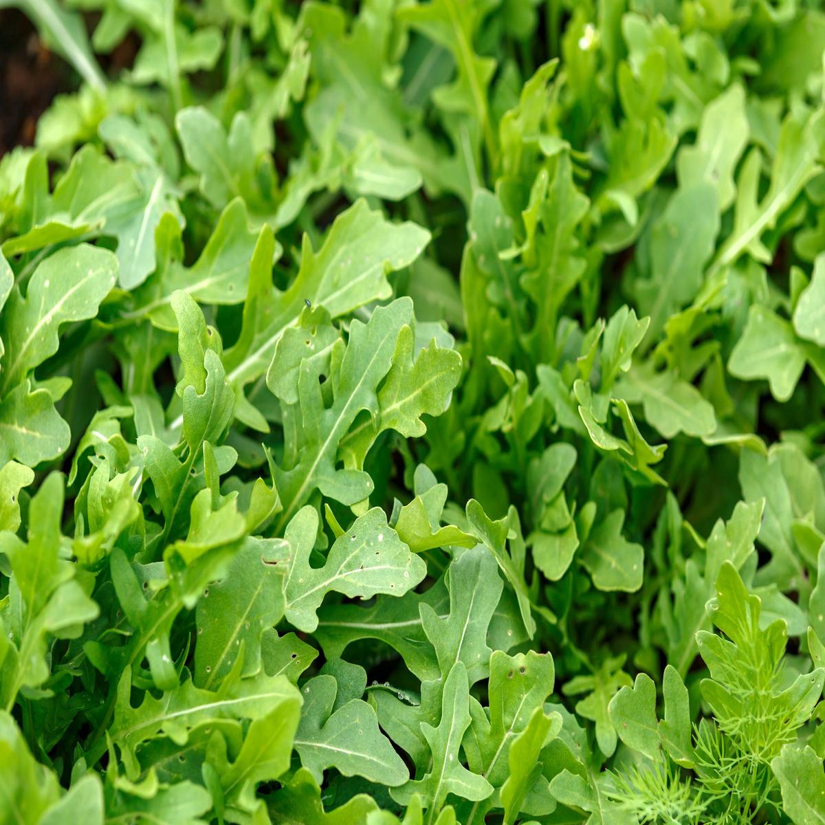 Salad Rocket Green Brigade Seeds