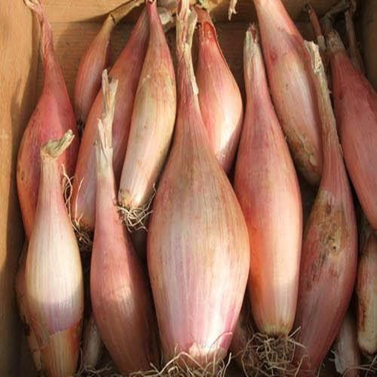 Shallot Zebrune Seeds