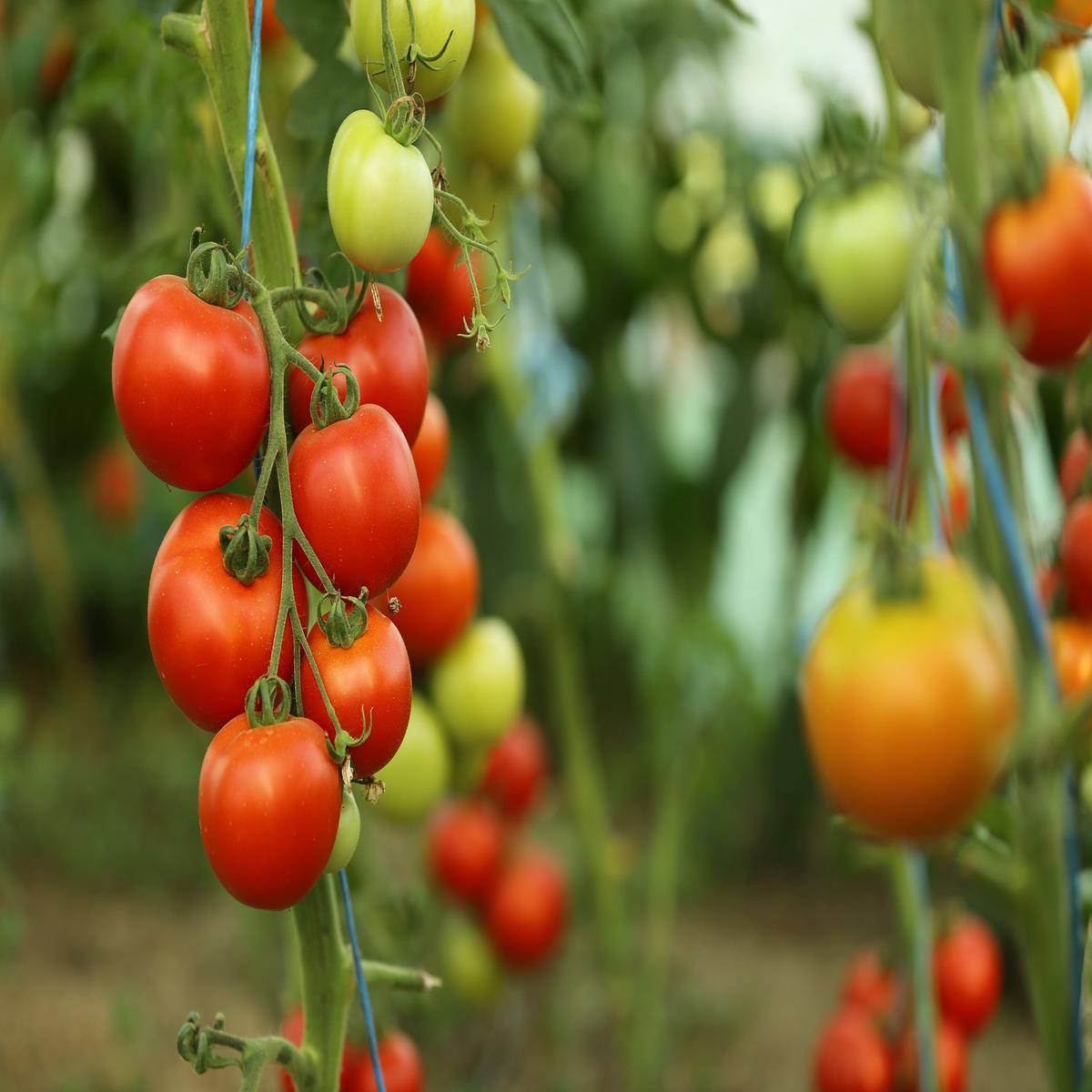 Tomato Akron F1 Hybrid Seeds