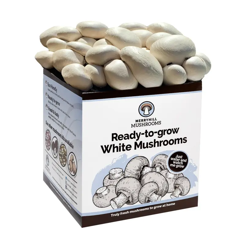 White Mushroom Growing Kit by Merryhill