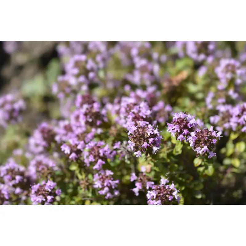 Wild Thyme Seeds