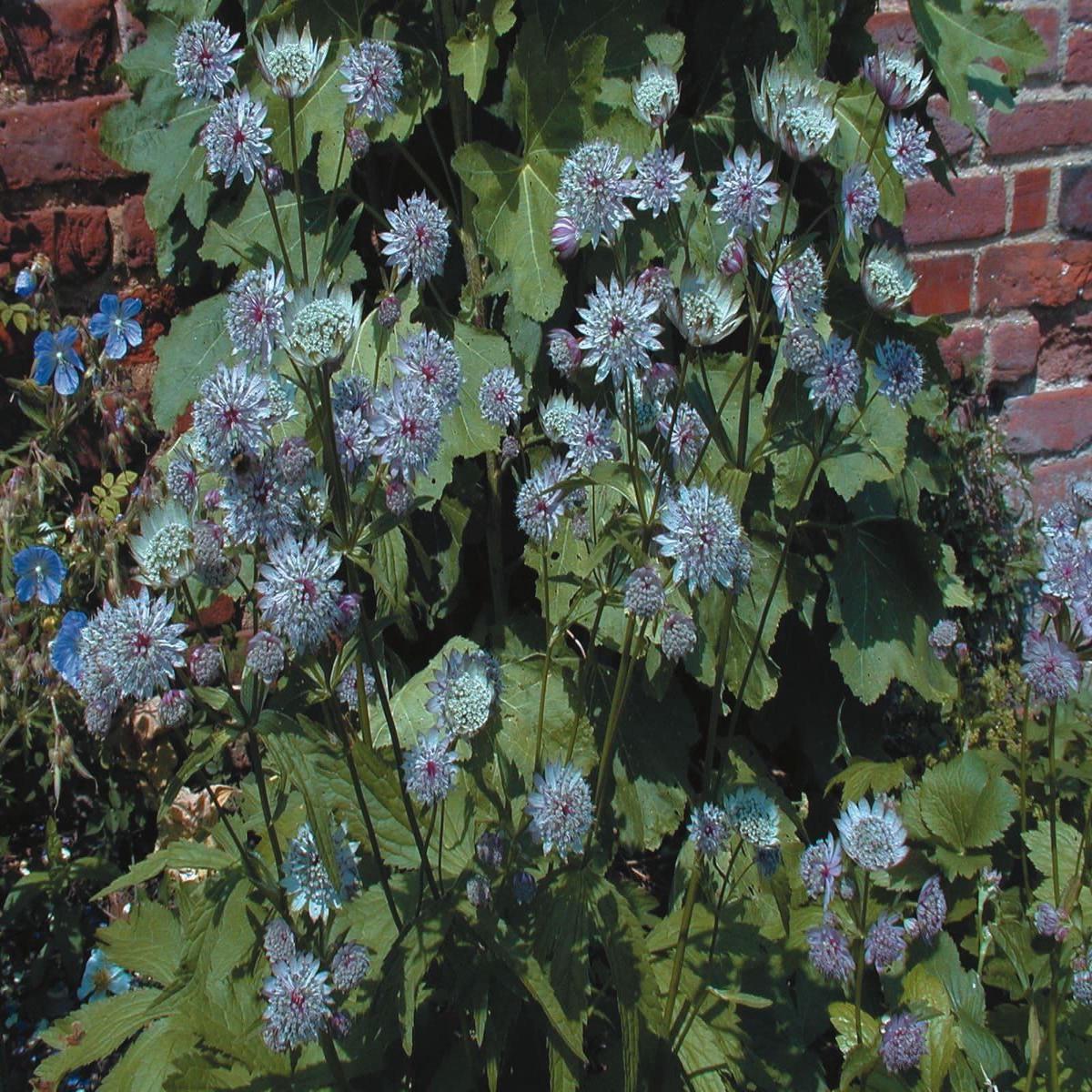 Astrantia Major Primadonna Seeds