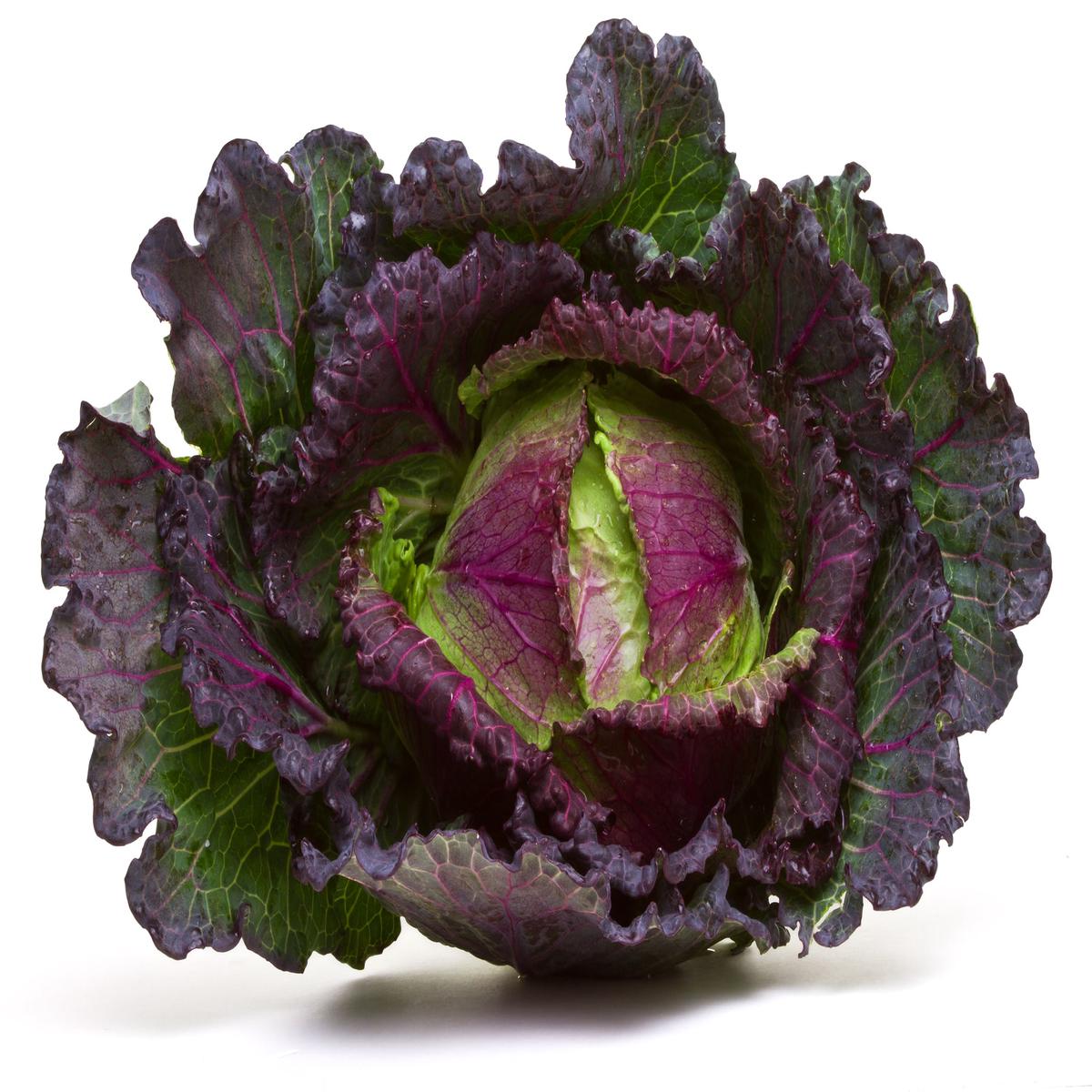 Cabbage January King Seeds