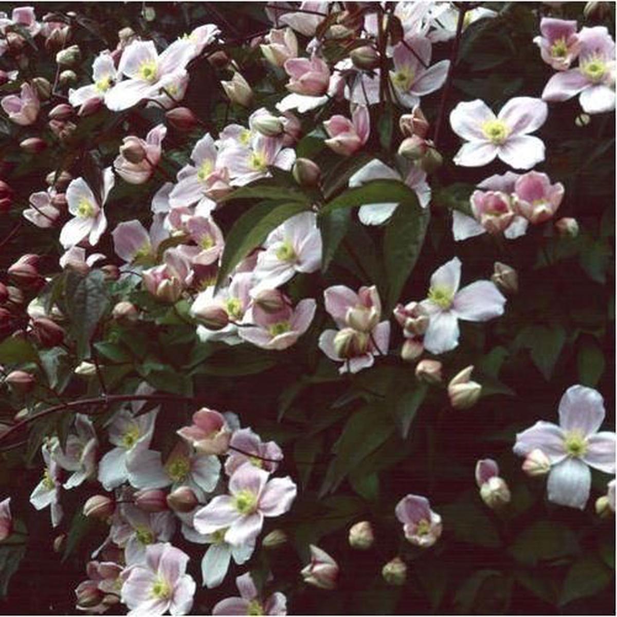 Clematis montana Pink Seeds