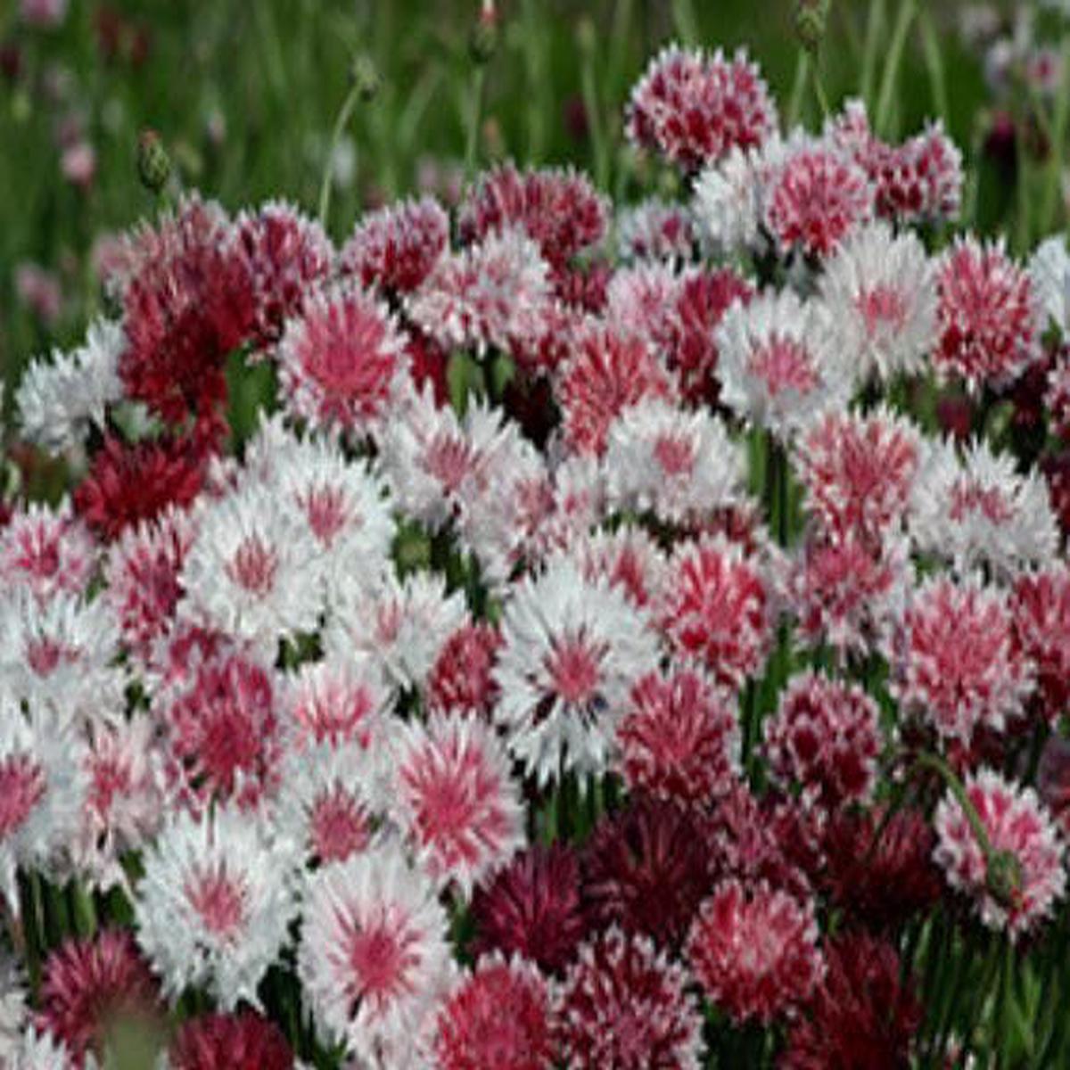 Cornflower Classic Romantic Seeds