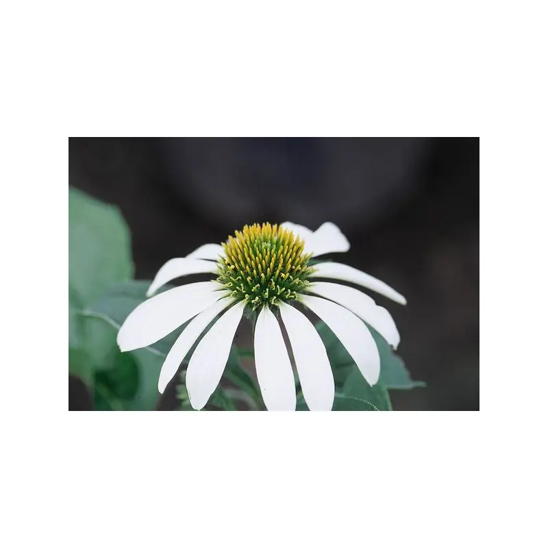 Echinacea purpurea alba - White Swan Coneflower