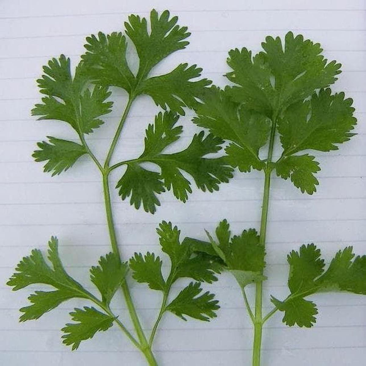 Herb Coriander Lemon Seeds