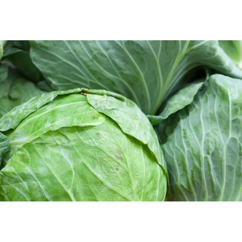 Kings Seeds Cabbage Holland Late Winter 450 Seeds