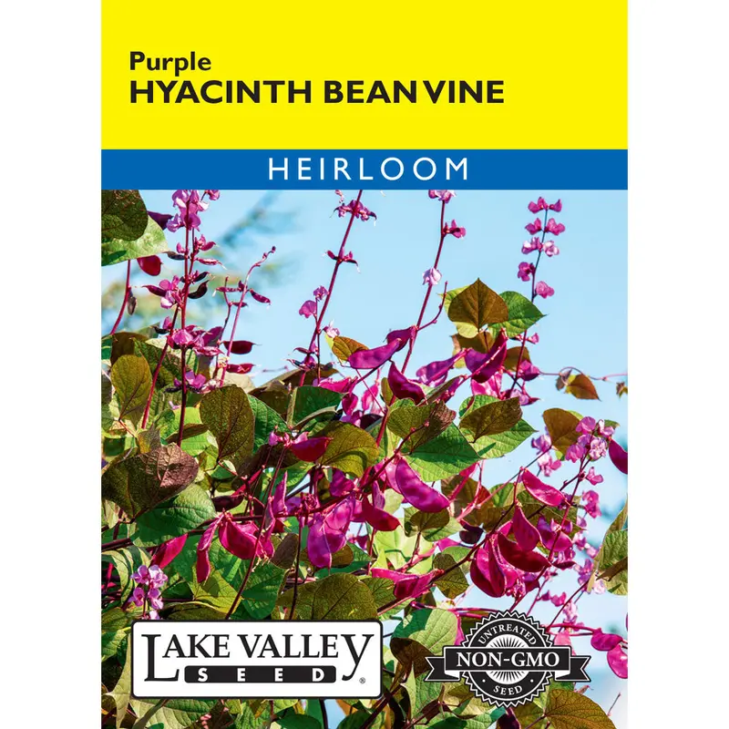 Lake Valley, Hyacinth Bean Vine