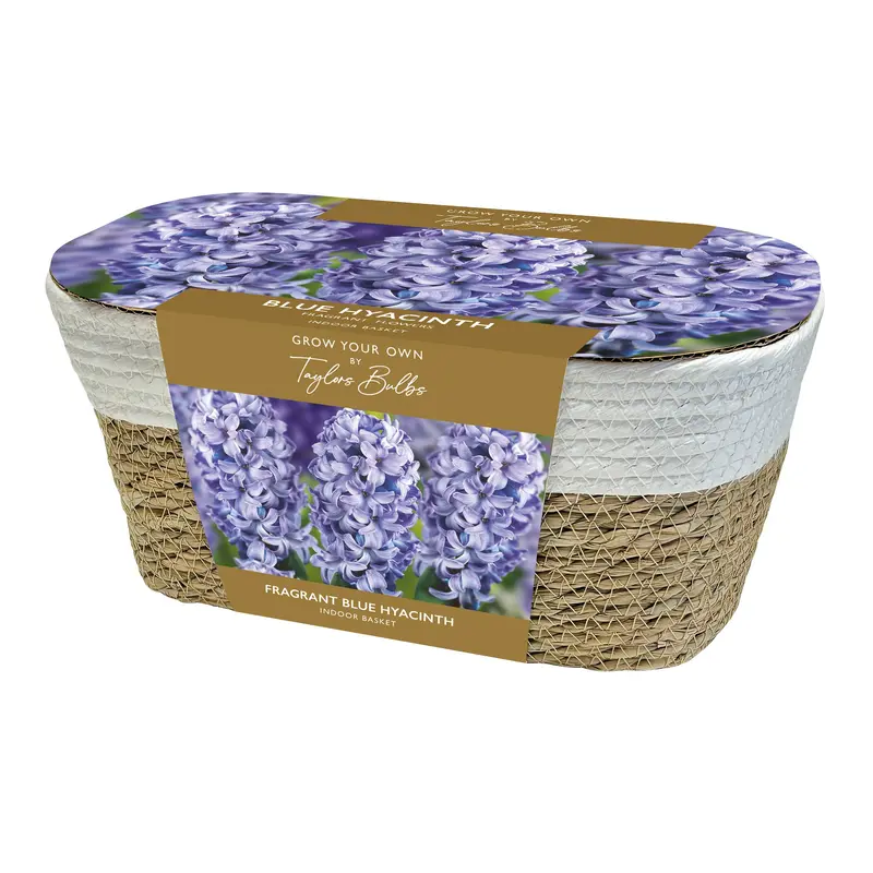 Large Wicker Basket 4 Blue Hyacinth Bulbs