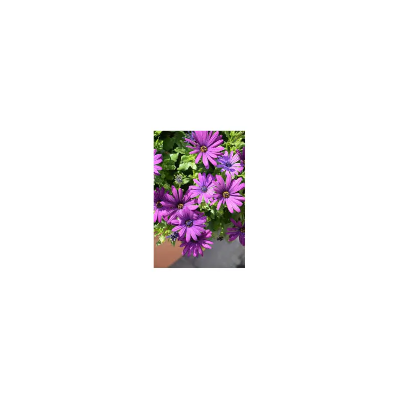 Margarita Cool Purple- 4.5" Fancy