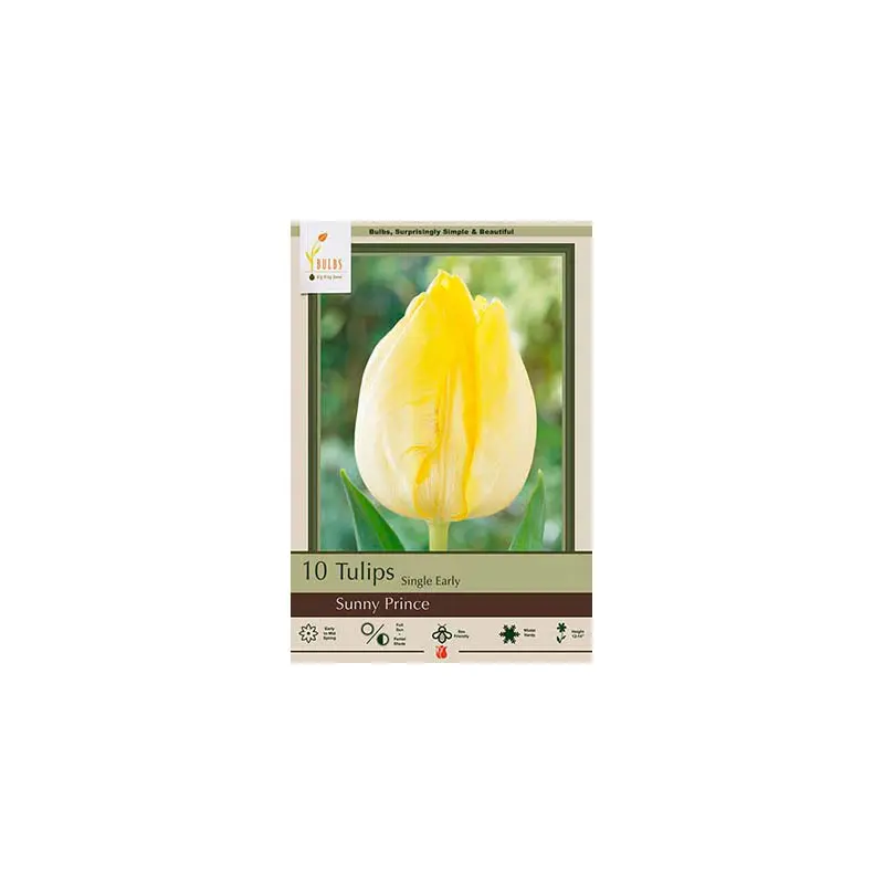 Netherland Bulb Co. Tulip, Sunny Prince Bulbs