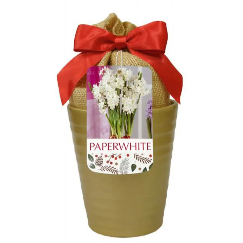 Netherland Bulb, Narcissus, Paperwhite Ziva In Gold Ceramic Planter