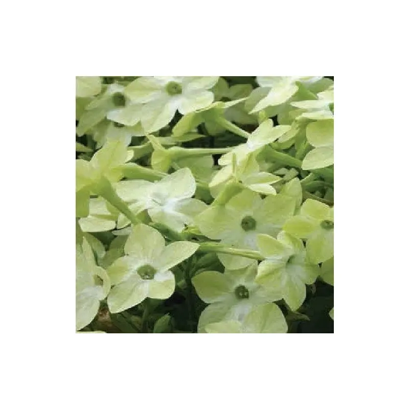 Nicotiana Cuba F1 Hybrid Deep Lime Seeds
