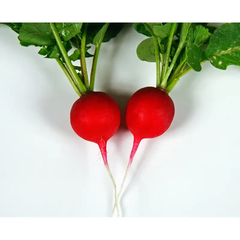 Organic Radish Saxa Seeds