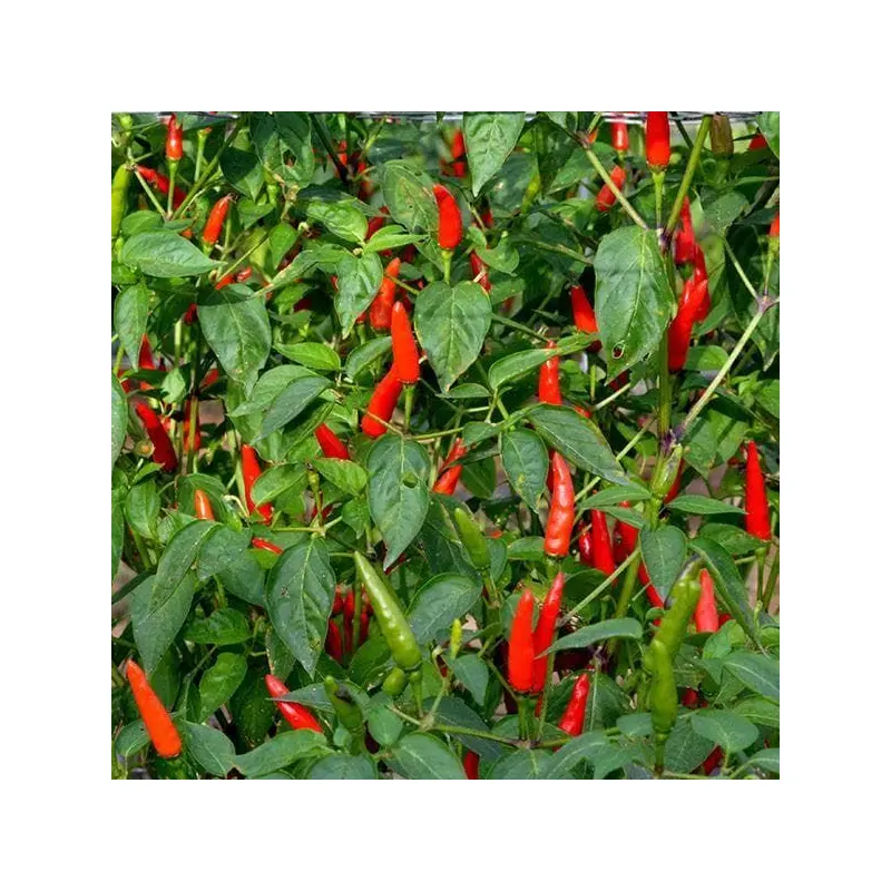 Pepper (Chilli) Lancera seeds
