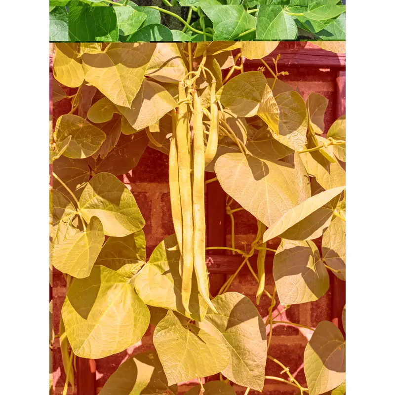 Runner Bean Celebration Seed
