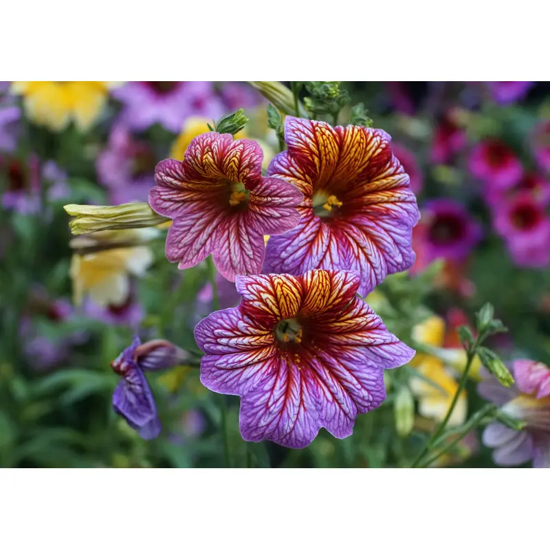 Salpiglossis Bolero Mixed F2 Hybrid Seeds