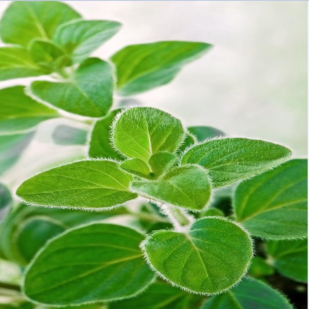 Suffolk Herbs Greek Oregano 1000 Seeds
