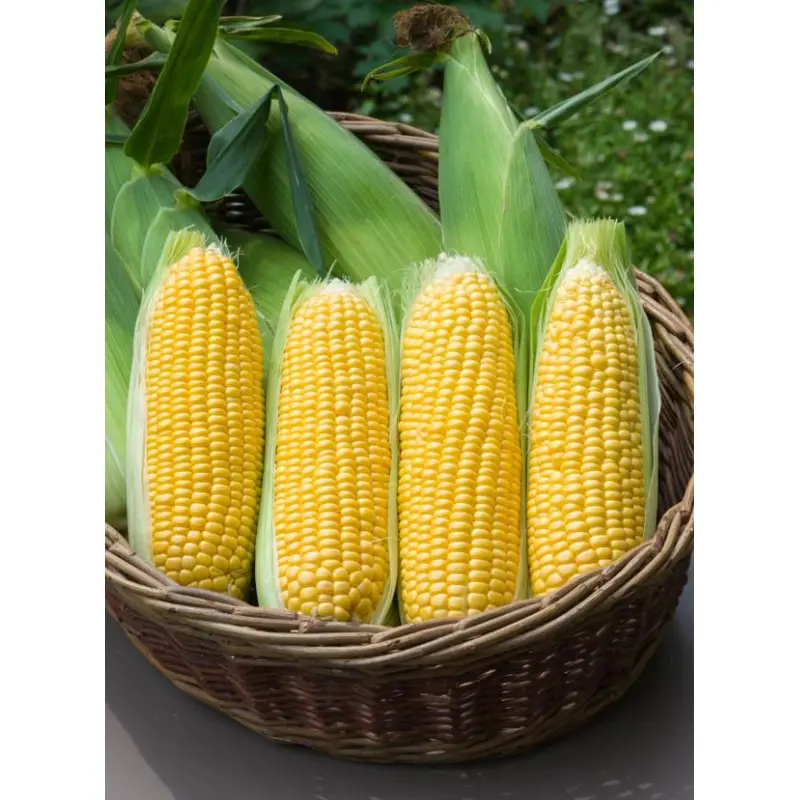 Sweetcorn Moonshine F1 Hybrid Seeds