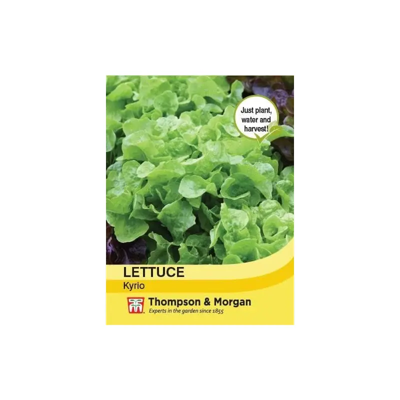 Thompson & Morgan Lettuce Kyrio 250 seed