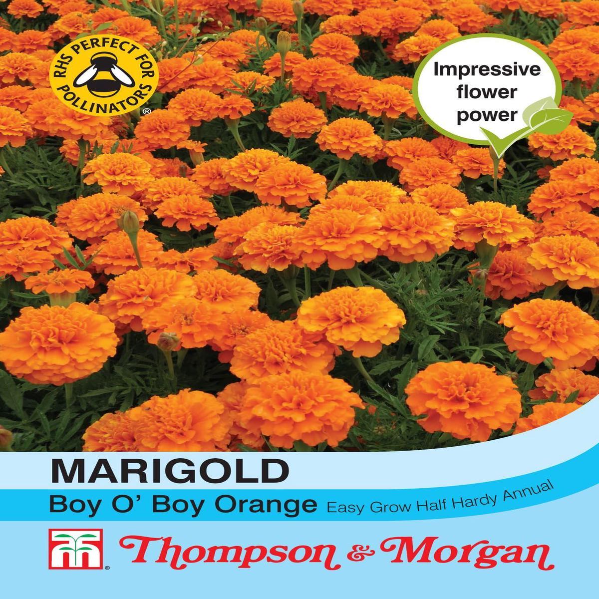 Thompson & Morgan Marigold Boy O Boy Orange (French) 115 Seed