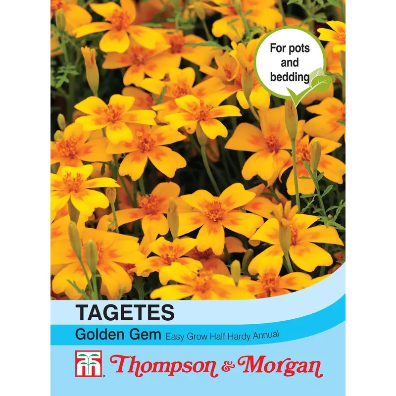 Thompson & Morgan Tagetes Golden Gem 300 Seed