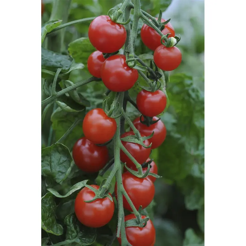 Tomato Supersweet 100 F1 Hybrid Seeds