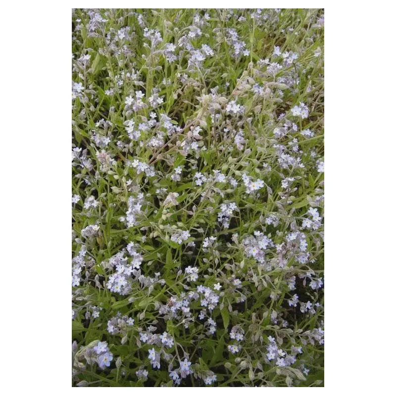 Wild Flower Field Forget Me Not Myosotis Arvensis Seeds