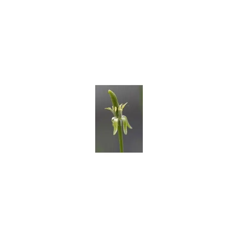 Wild Flower Mousetail Myosurus minimus Seeds