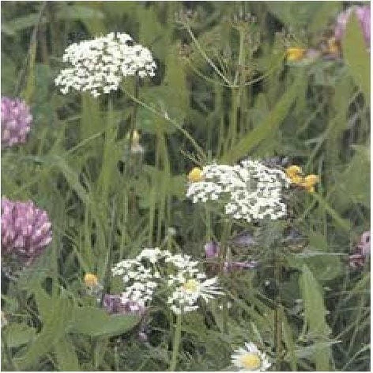 Wild Flower Pignut Conopodium majus Seeds