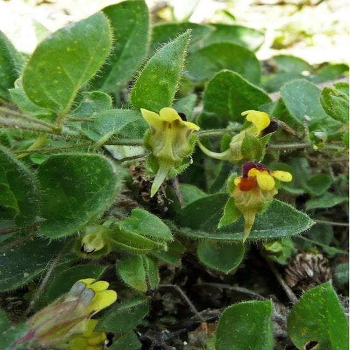 Wild Flower RoundLeaved Fluellen Kickxia spuria Seeds