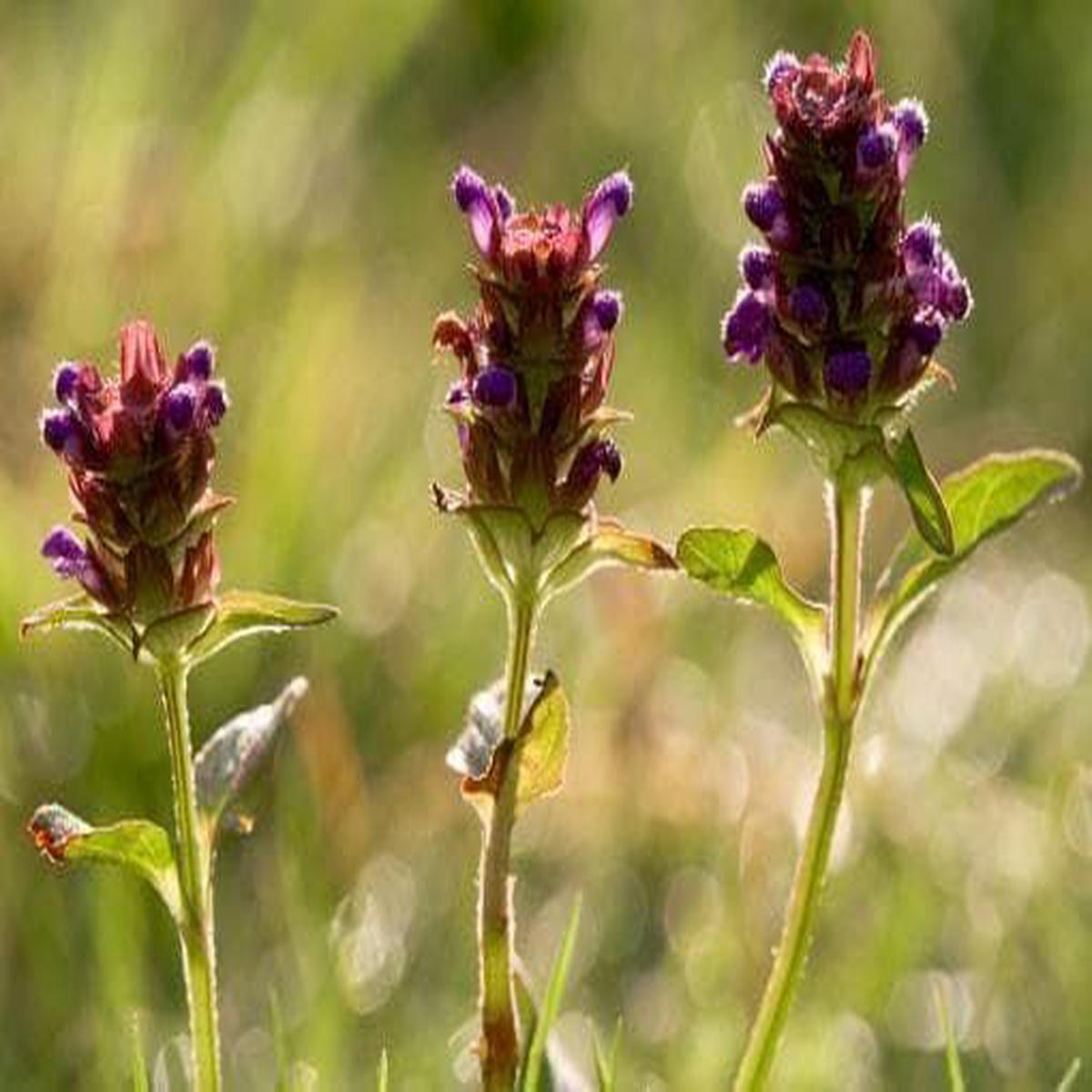 Wild Flower Self Heal Prunella vulgaris Seeds