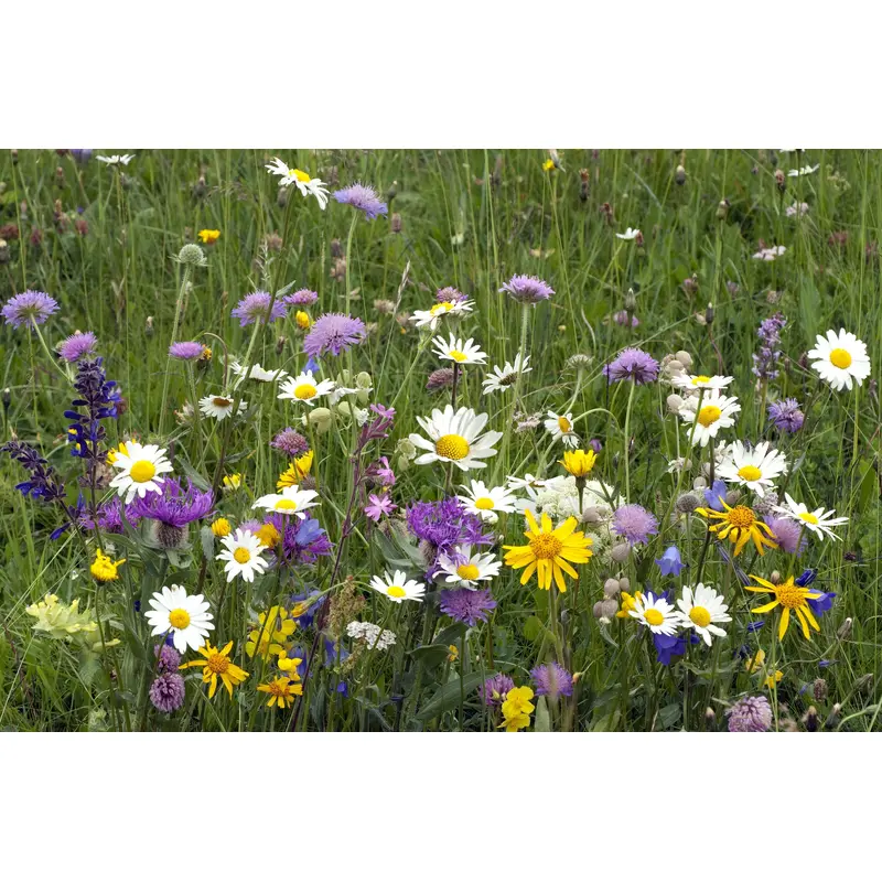 Wild Flower Ultimate General Purpose Flower Mix