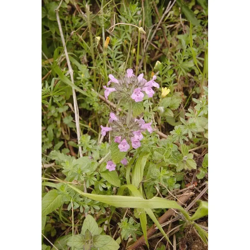 Wild Flower Wild Basil Clinopodium vulgaris Seeds