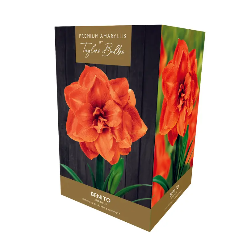 Amaryllis Bulb Benito Orange Flower Gift Pack