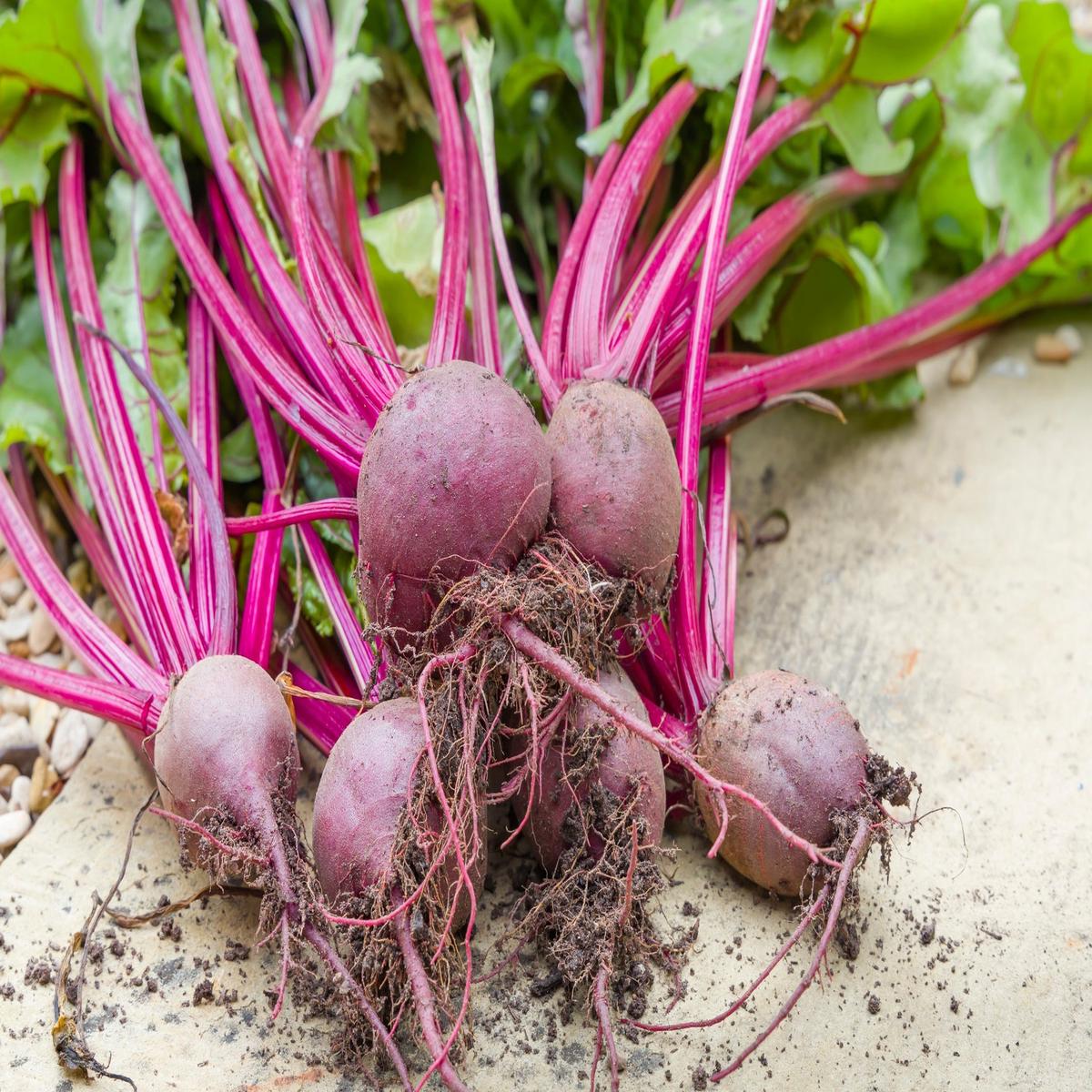 Beetroot Boltardy Seeds