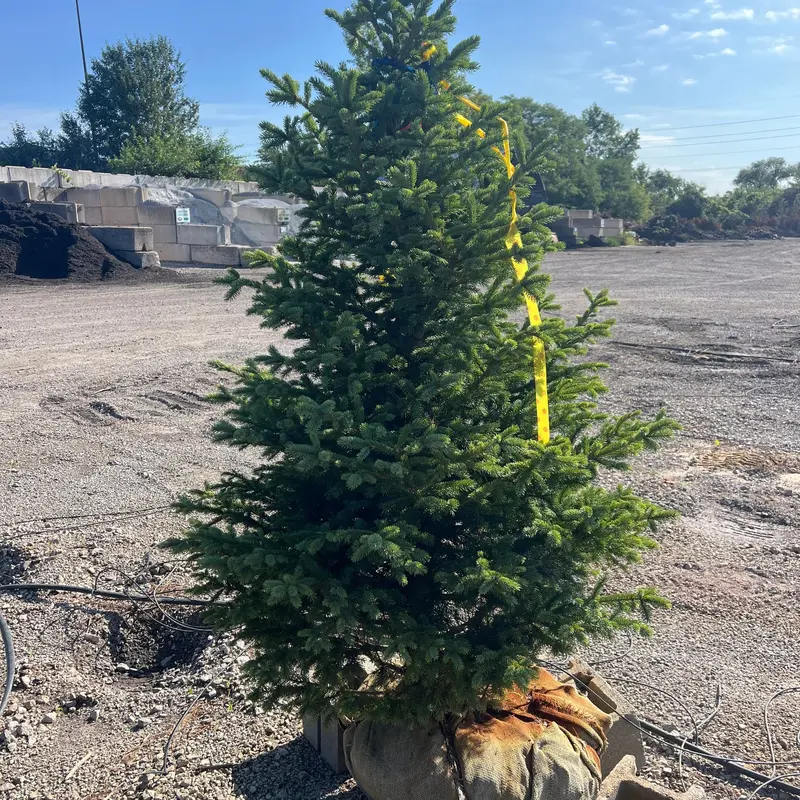 Black Hills Spruce Tree, B&B 6-8ft