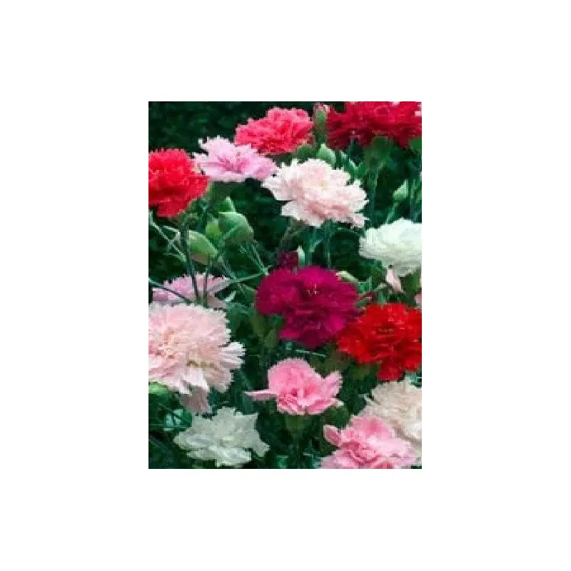Carnation Chabaud Mixed Seeds