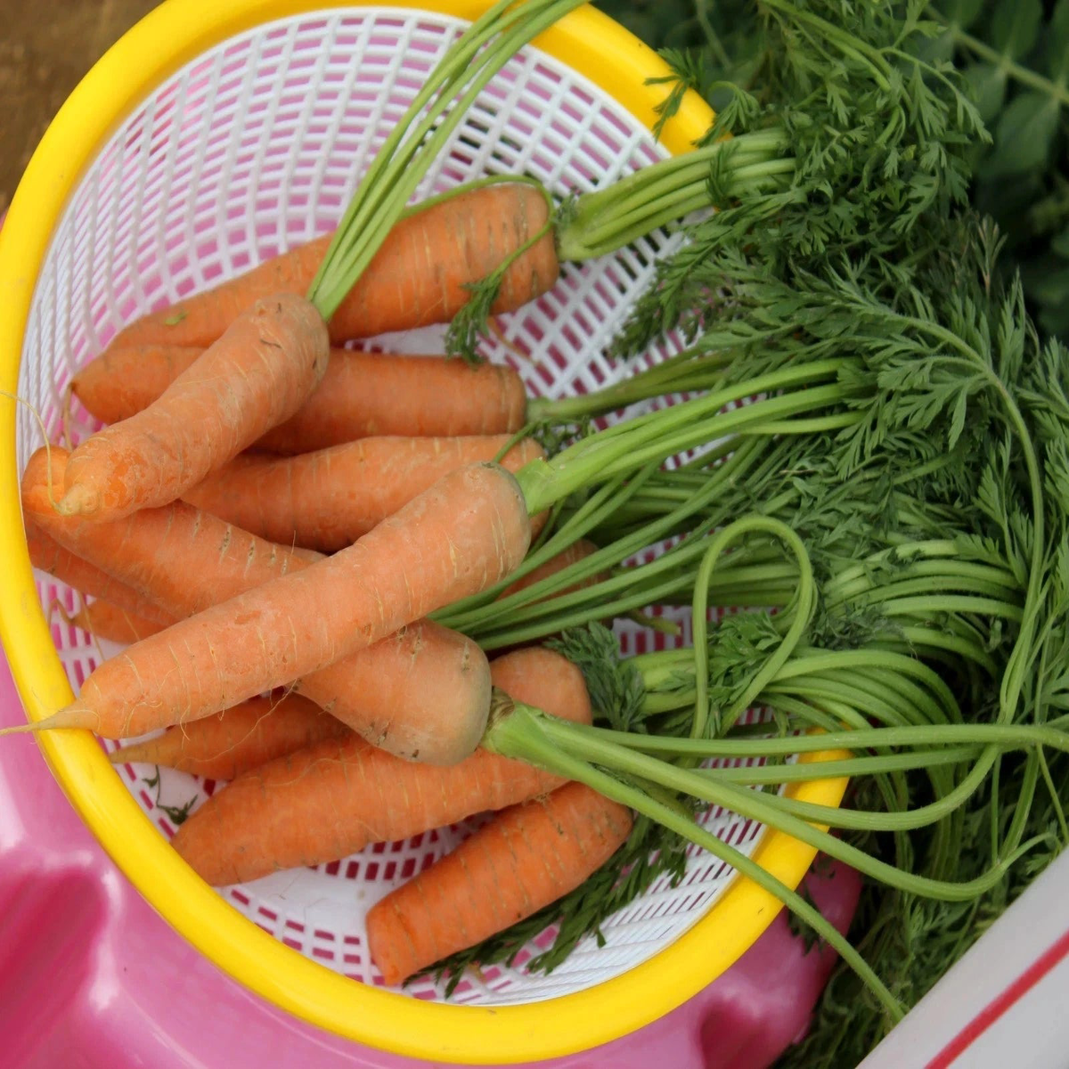 Carrot Early Nantes  Organic Seeds